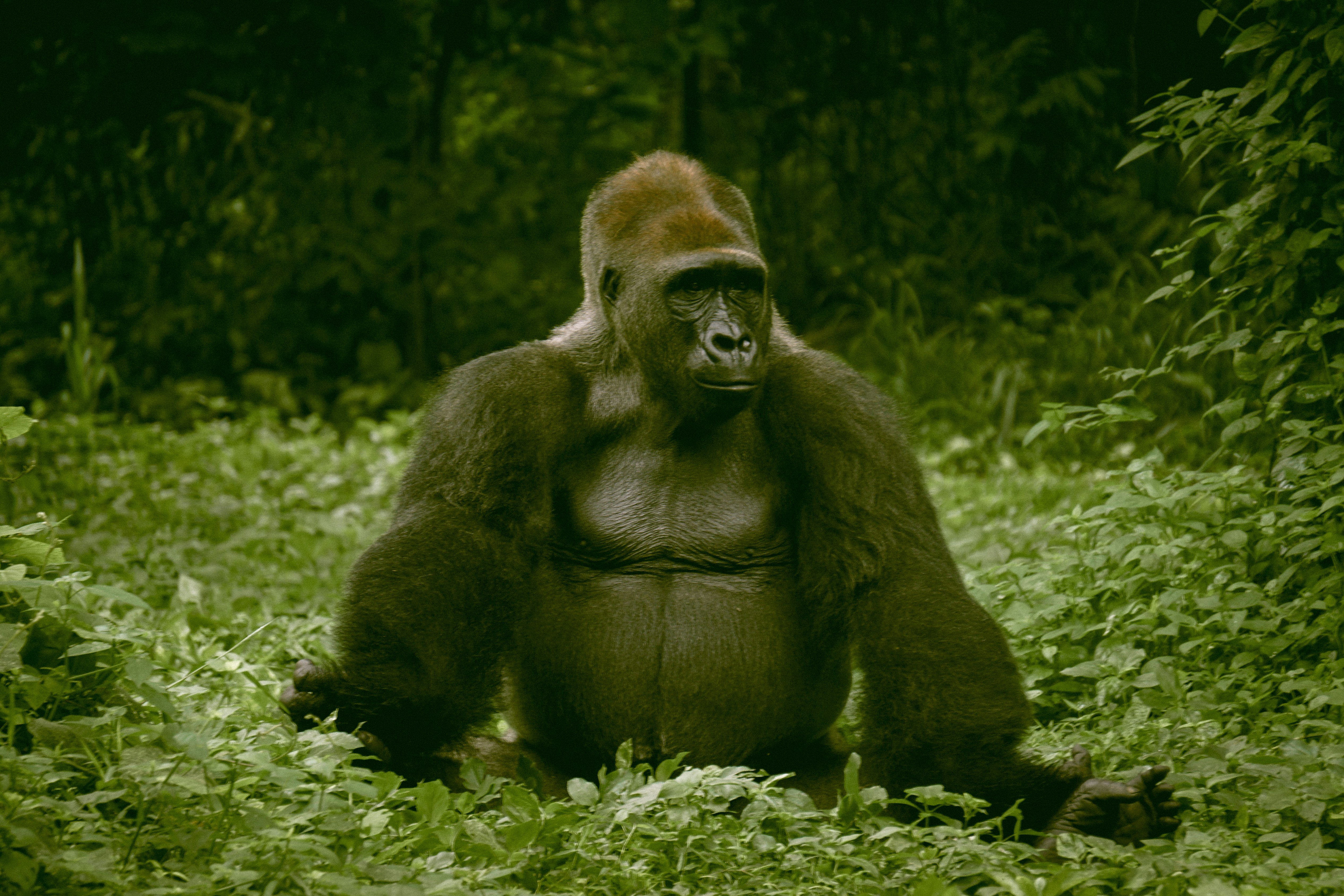 black gorilla on green grass during daytime